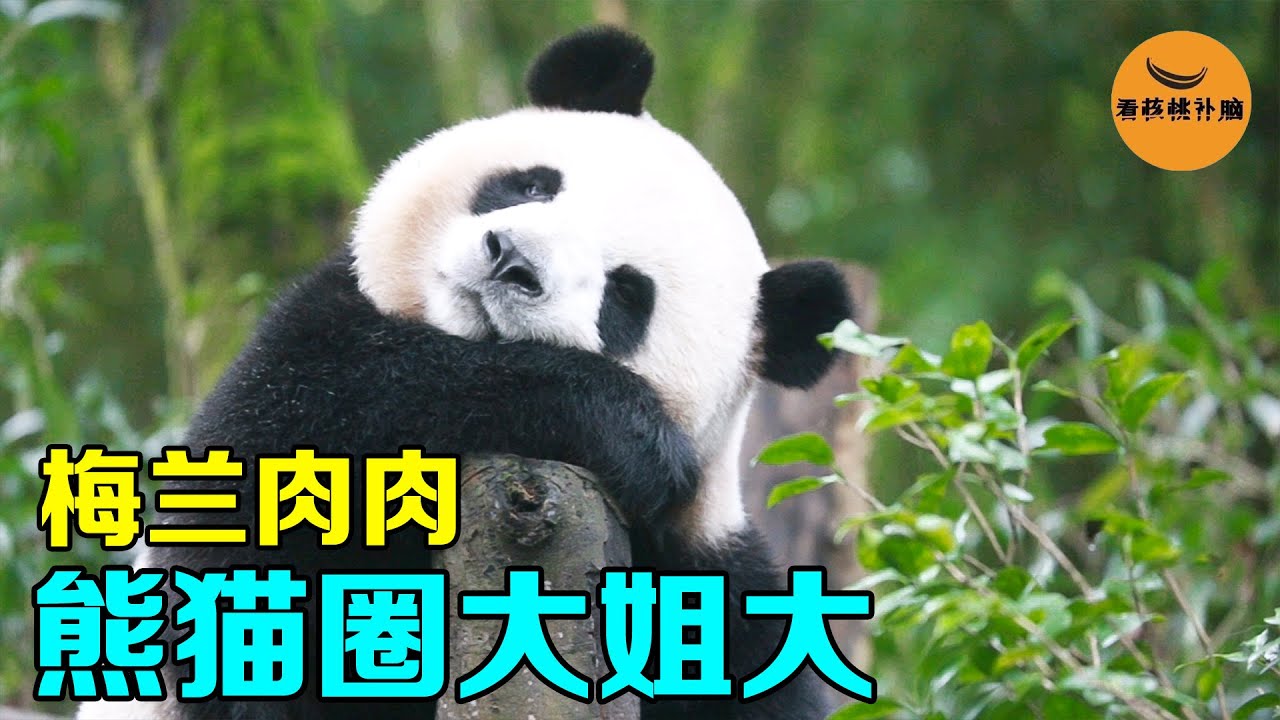 熊猫圈大姐大，揍闺蜜奇一都会躲着人，熊猫梅兰肉肉有多给面子？【看核桃补脑】