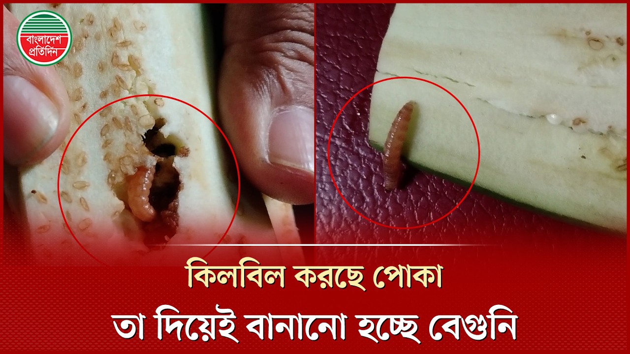 ফালি ফালি করে কাটা বেগুনে কিলবিল করছে পোকা, সেটা দিয়েই বানানো হচ্ছে বেগুনি | Vokta Odhikar Ovijan