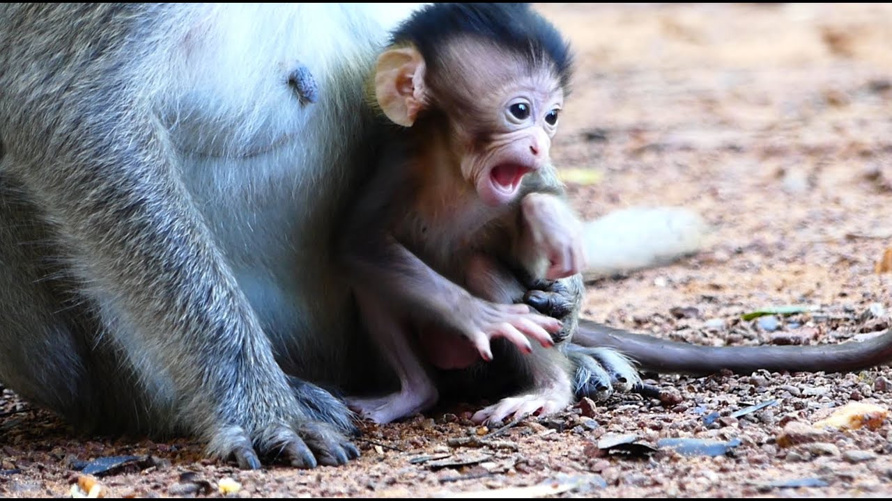 Real Super cute So Much Adorable BB Monkey Aria. Love Her Smile With Fun Drama Talking Gesture.