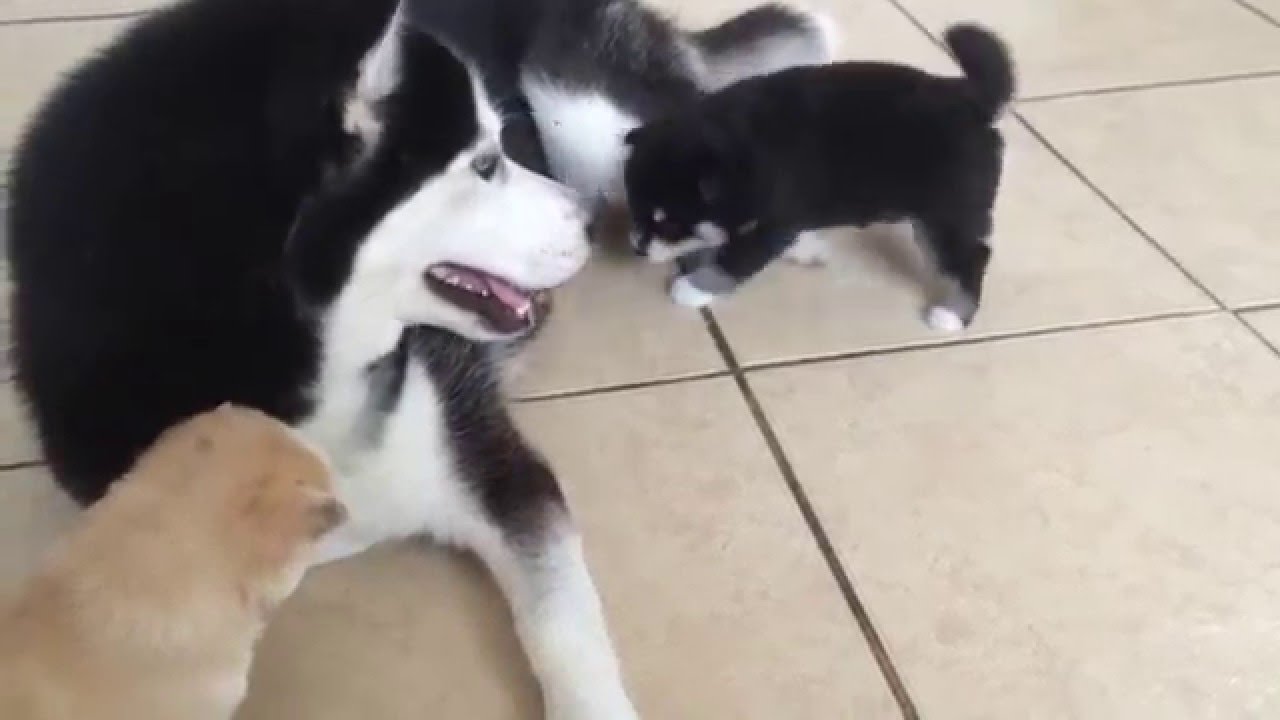 Pomsky puppies playing with their mother (Athena)