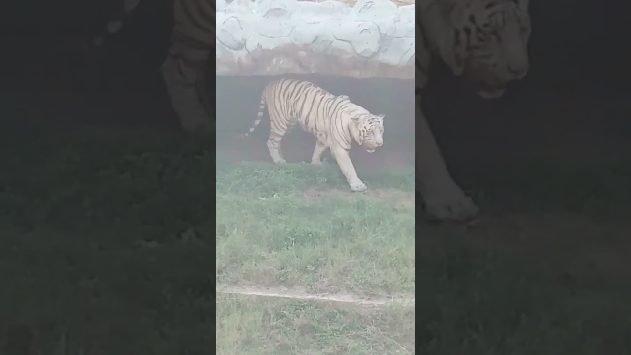 “Wild tiger close encounter 😱”animals # viral # trending