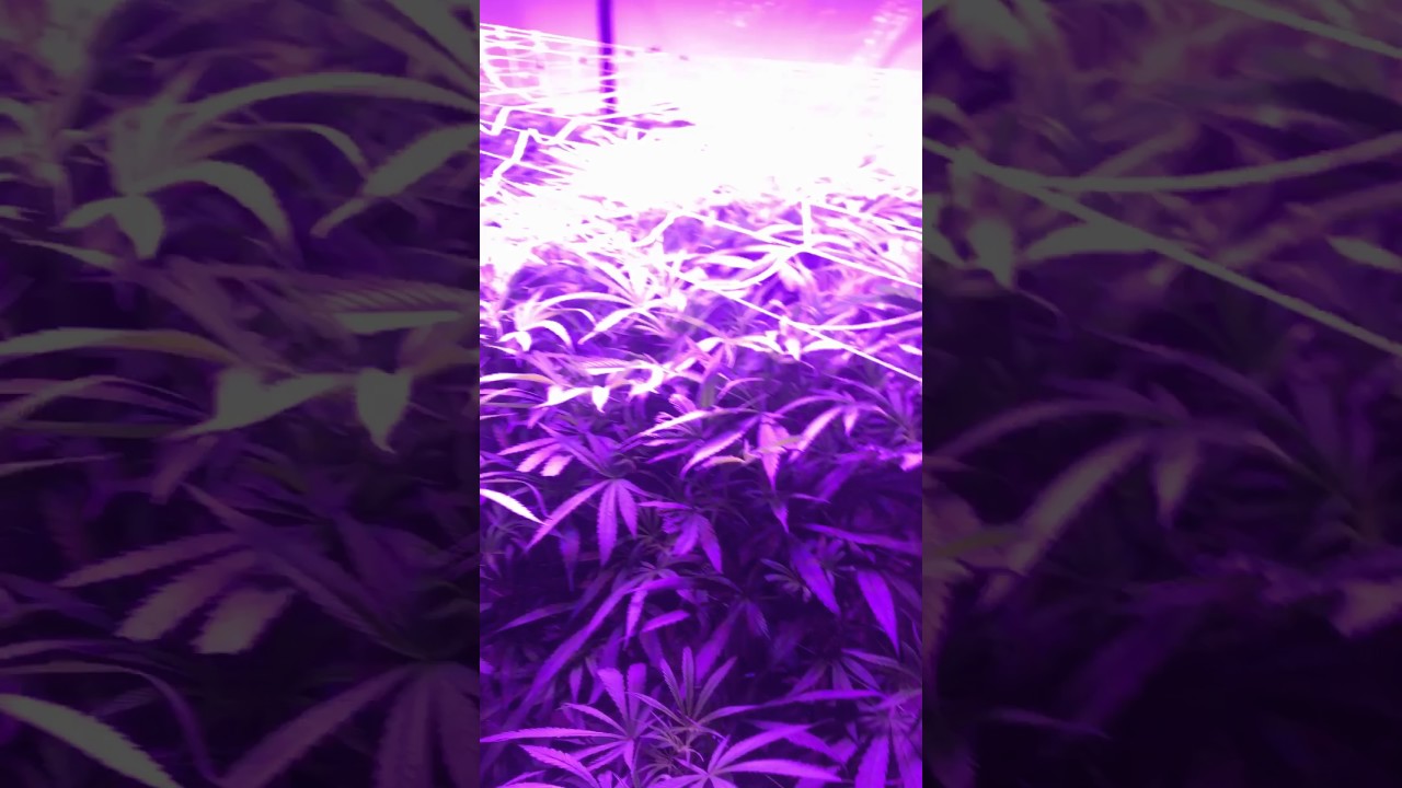 Cannabis Aeroponics Mars LED 1600 FUCK THE FEDS