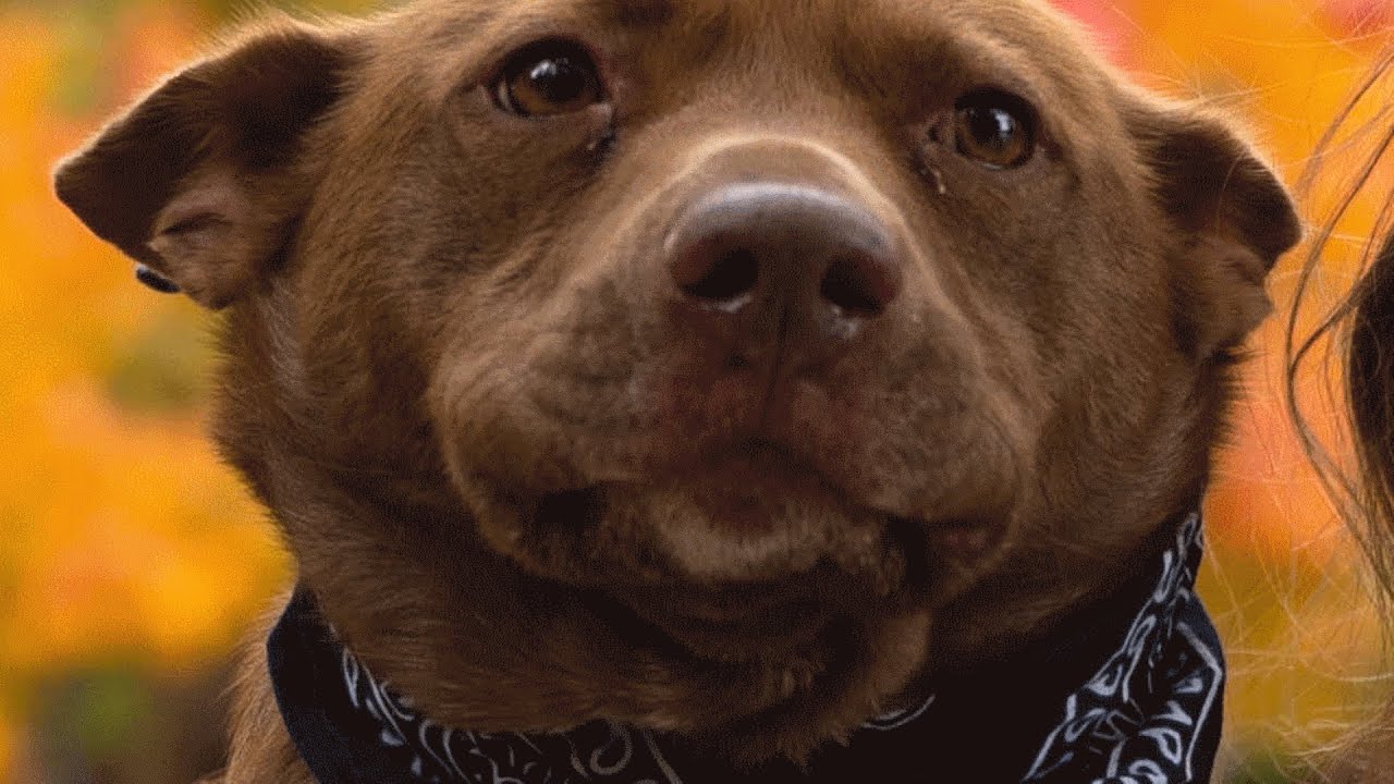 He is part cattle dog, part pit bull. And has been called a pig.