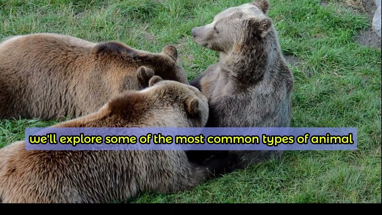 Why Do Animals Attack? Understanding Their Behavior and Instincts🦁🐬🐢