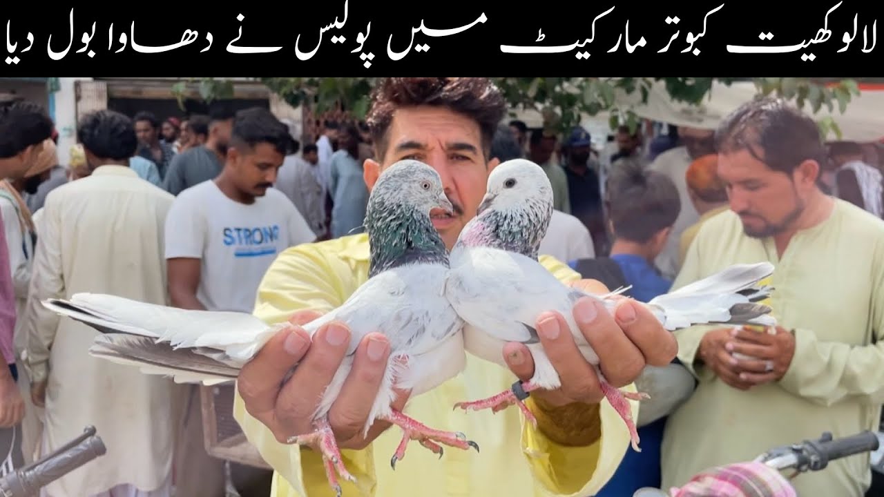 Kabootar Market Lalukhet Sunday Video Latest Update 11-5-2025 in Urdu/Hindi
