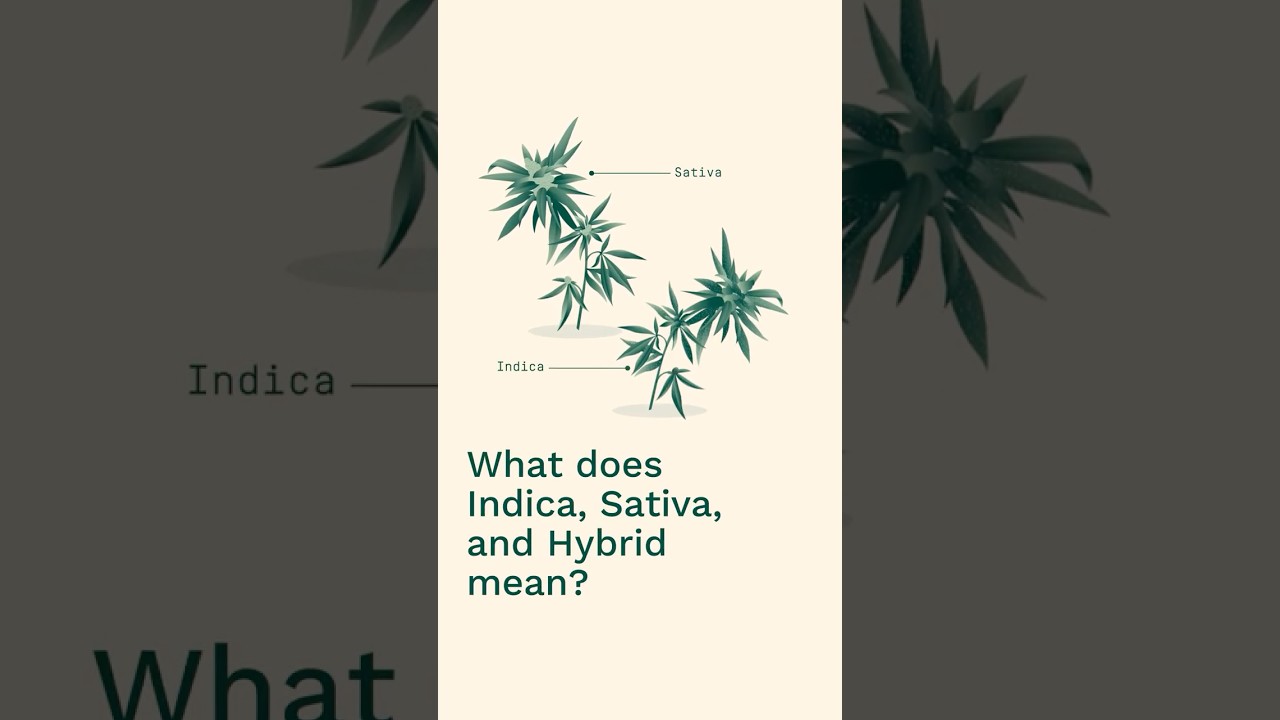 What does Indica, Sativa, and Hybrid mean? | Educational Video #CannabisEducation #Sativa #Indica