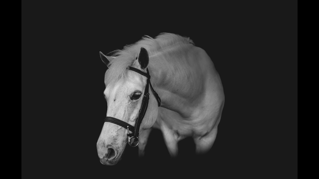Equine Black Background Tutorial