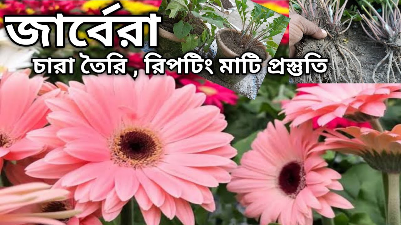 জারবেরা গাছে সারা বছর ফুল পেতে পরিচর্যা ।। gerbera plant repotting | secret magical fertilizer