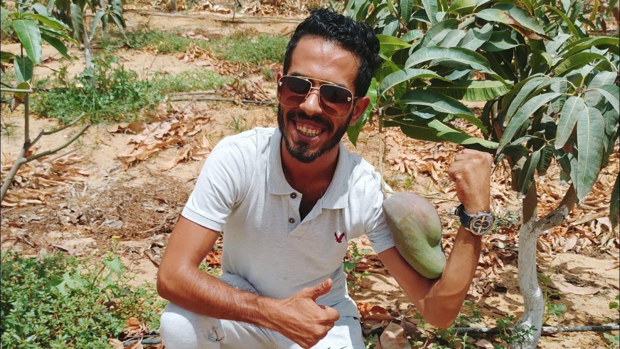مزارع الإمارات | تقليم المانجو الناعومي عمر 3 سنوات 🥭 | الدورة الثانية في شهر أغسطس 🥭 | مانجو العرب