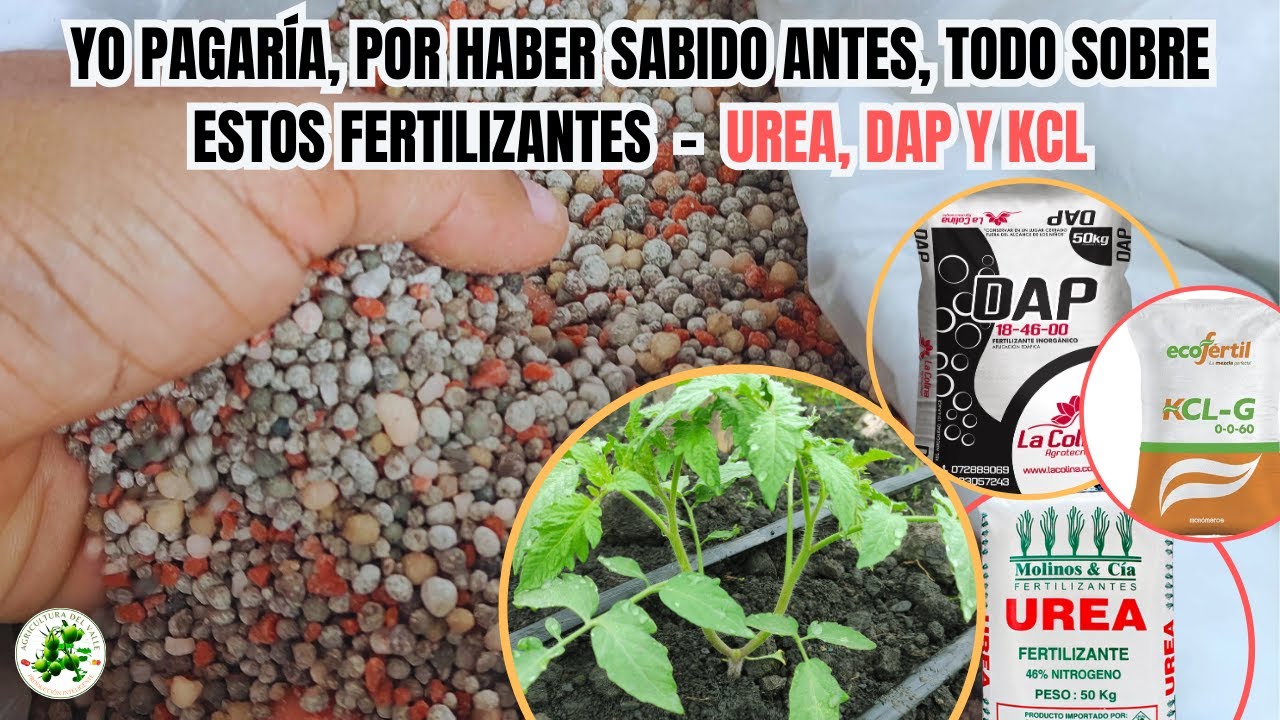 ¿Son realmente MALOS estos Fertilizantes? UREA, DAP y KCL en Cultivos De Tomates