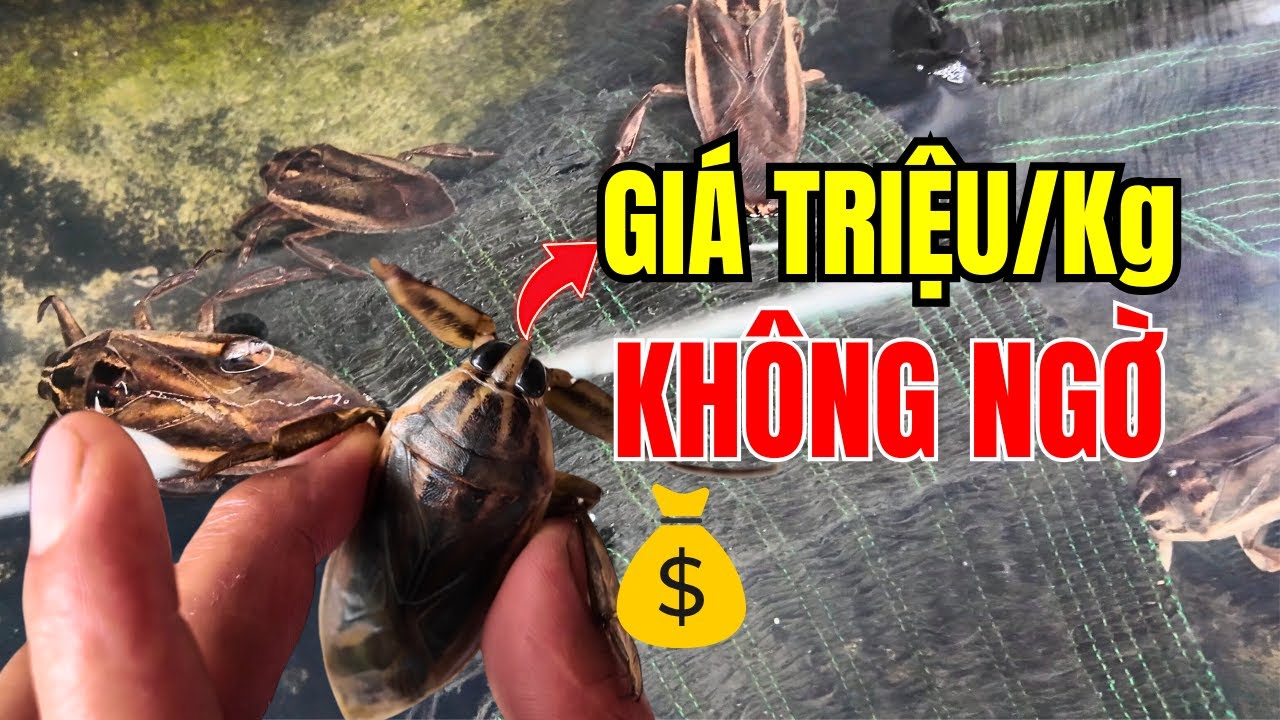 CÀ CUỐNG - Loài Con Trùng Bé Xíu KHÔNG NGỜ Bán Giá TRIỆU ĐỒNG/Kg !