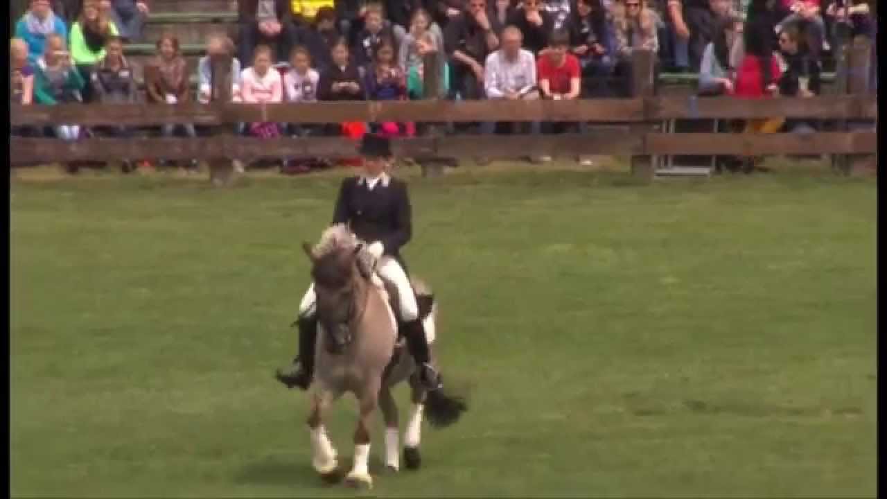 2013.05 Dülmener Wildpferd Pinocchio 135 mit Jana Kamps