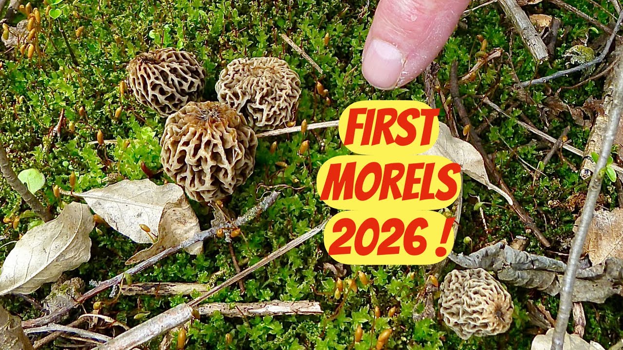 🔥Sezon na grzyby rozpoczęty!🔥#grzyby, #smardze, #polowanienasmardze