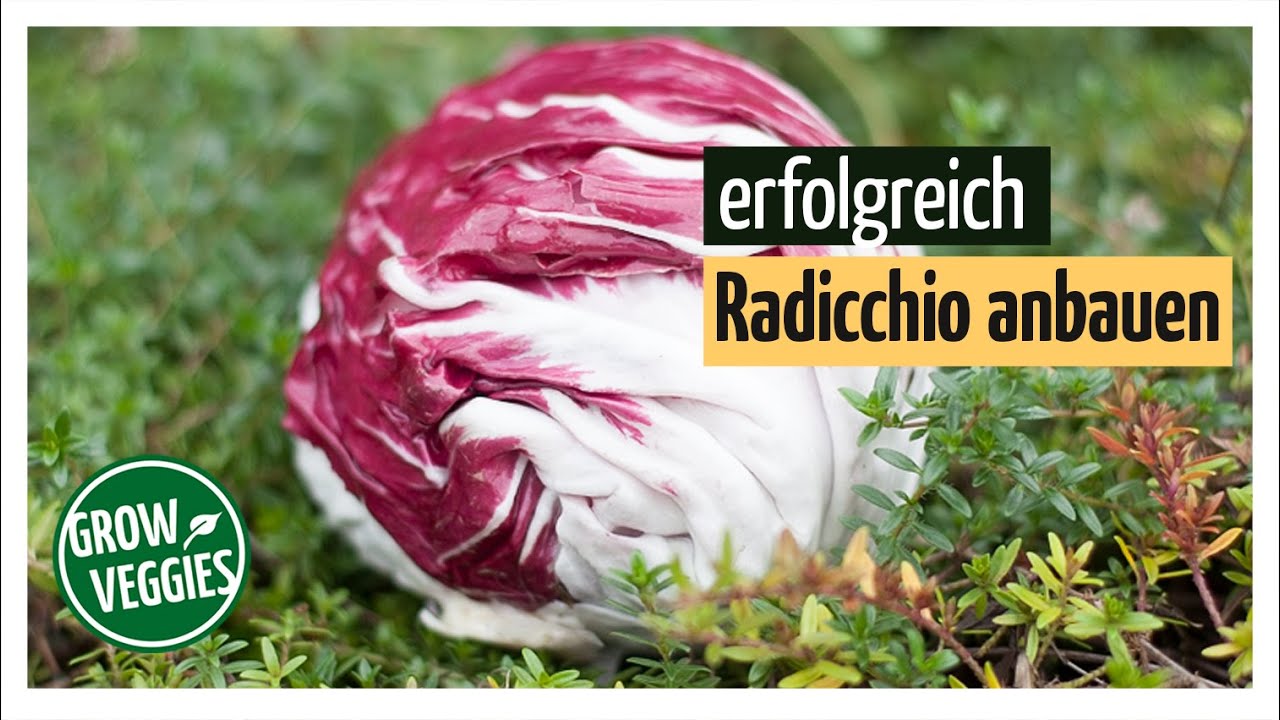 Radicchio erfolgreich anbauen | Gemüseanbau im Garten @Gartengemüsekiosk