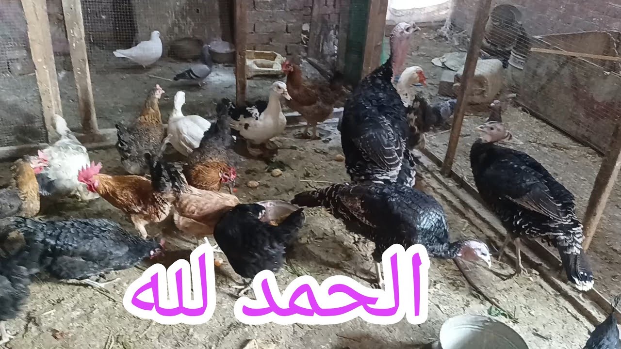 والله ما عارفه أفرح ولا أزعل 💔 بس في الأول والآخر رزقنا بس هناخده 😊 الحمد لله 