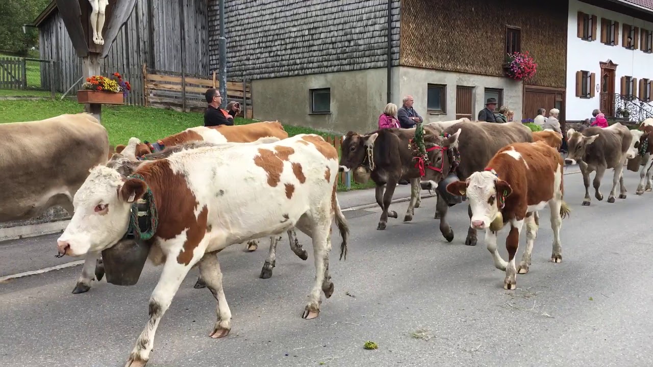 Alpfahrt Nesselwängle 2017