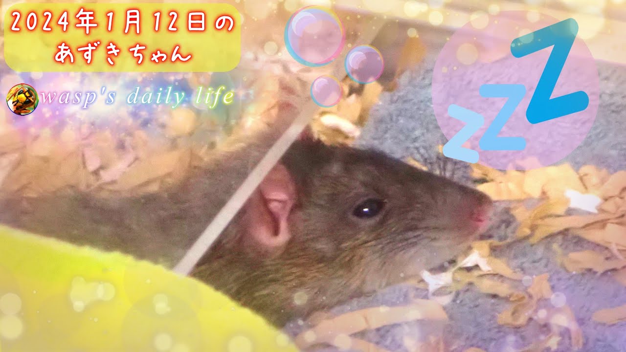 2024年1月12日のあずきちゃん🐀💤