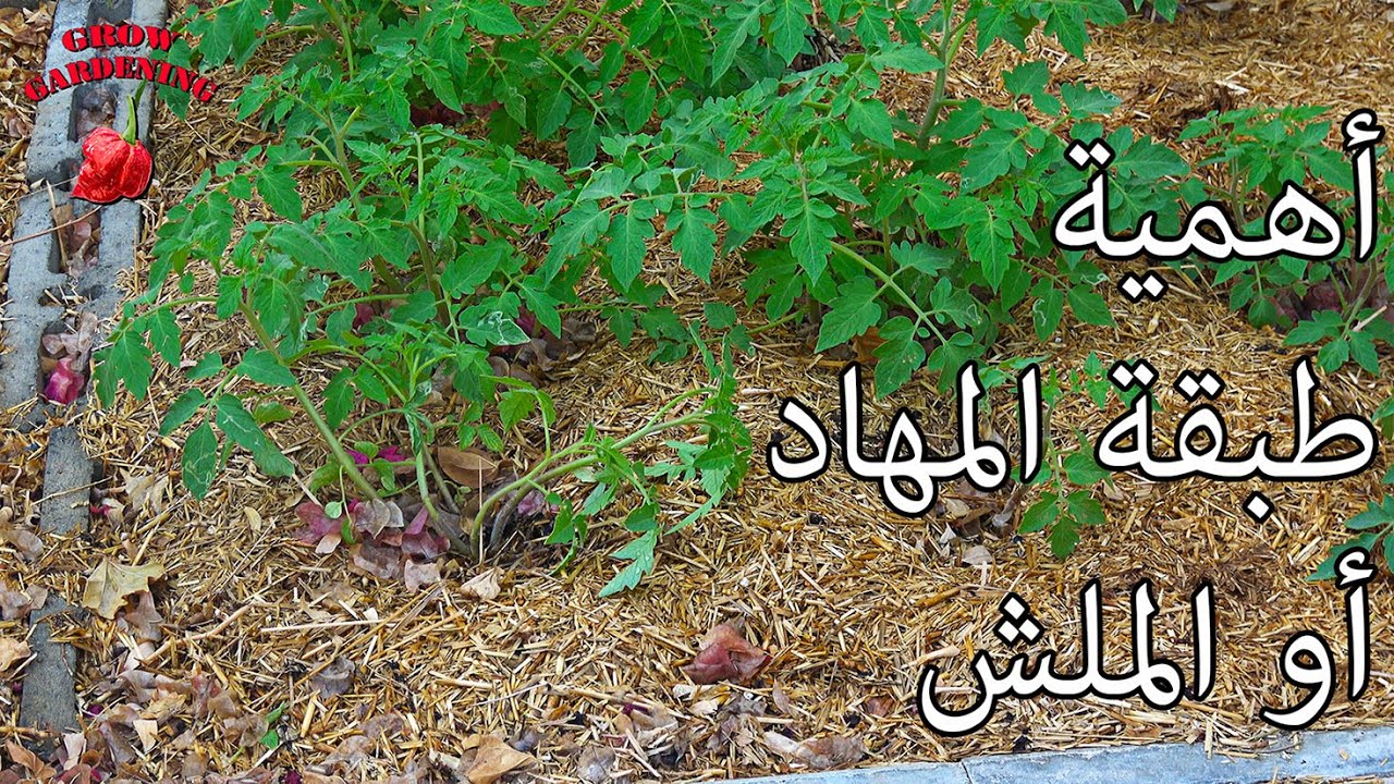 طبقة المهاد أو الملش