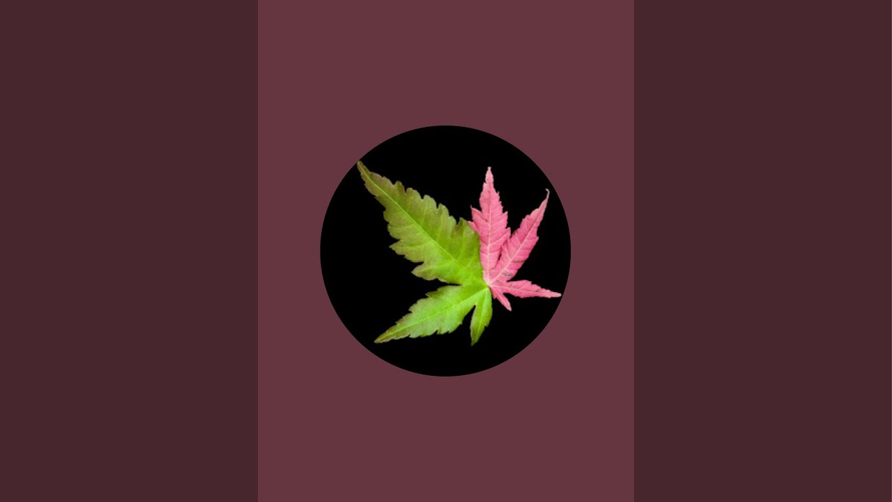 Yardadori Japanese Maple Stump Collected! Acer P Bonsai is live!