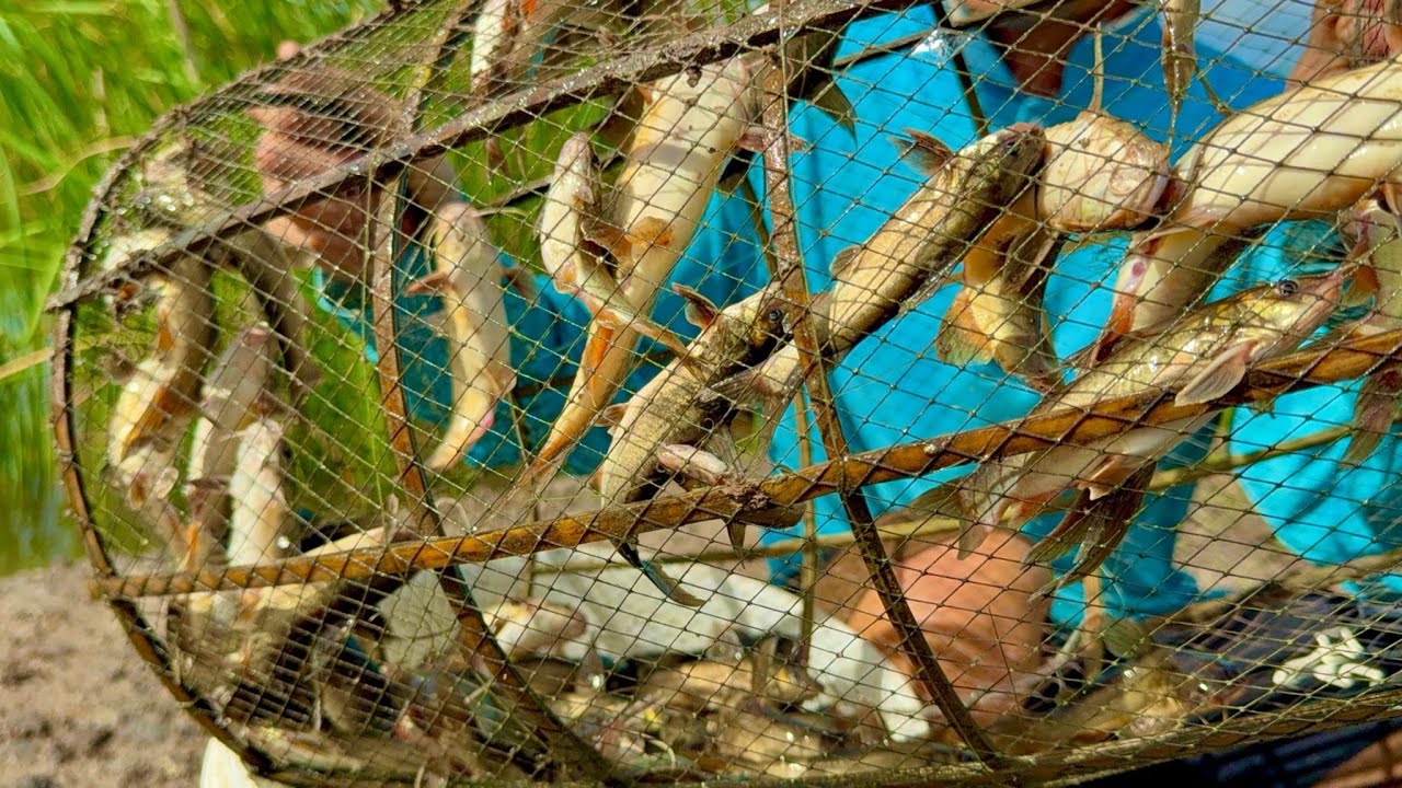 Sau Cơn Mưa Lớn Kéo Dài Cá Chốt Chạy Đầy lờ Toàn Cá Khủng •UMQT | #904