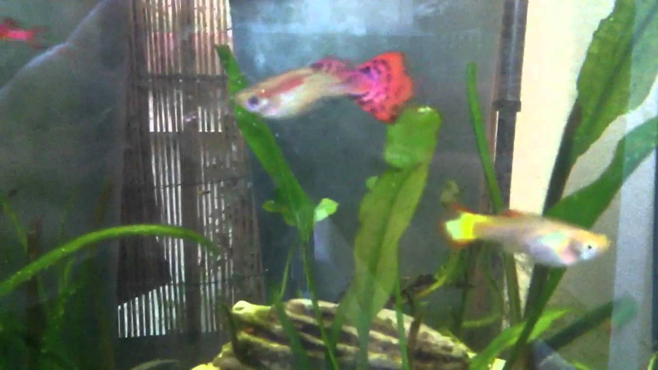 Guppy pairing - Paarung
