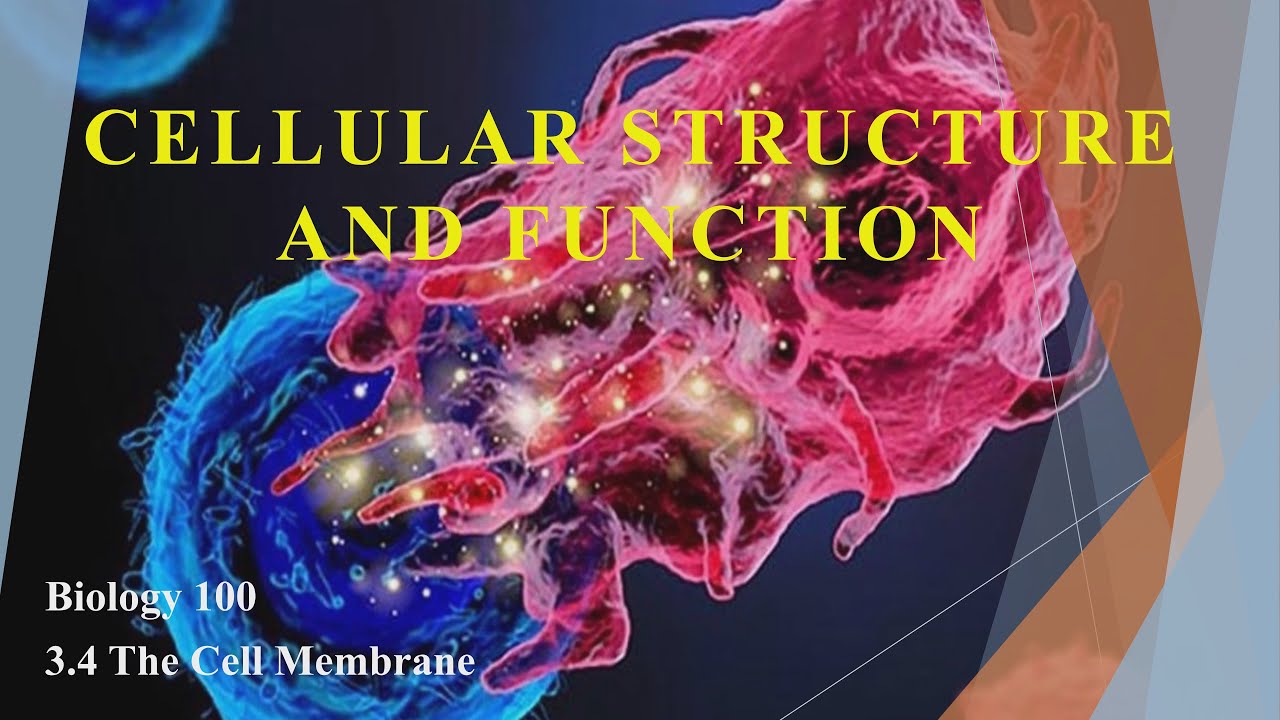 Cell Structure and Function : The Cellular Membrane