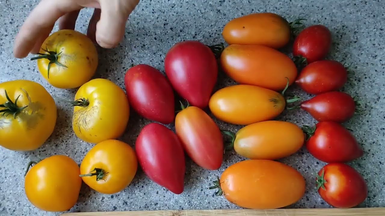 🍅Tomaten nach Sorten🍅Dwarf Sorten im Vergleich/4 verschiedener freiland dwarf Tomaten im Vergleich🍅