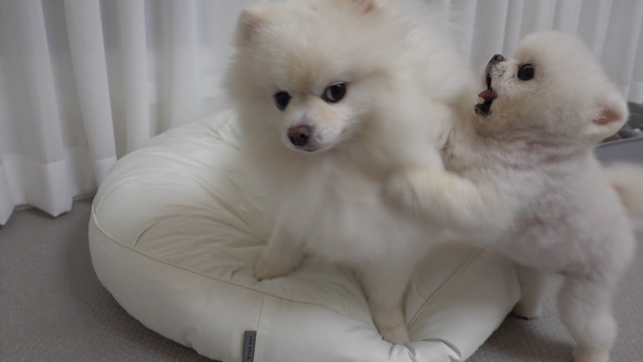 모르는 사람 따라가는 강아지와 말리는 강아지
