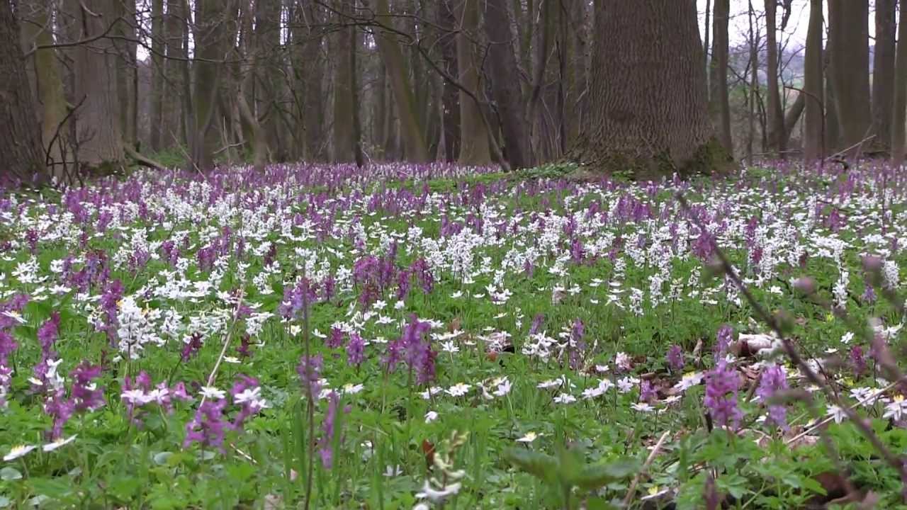 Frühblüher Teil 2