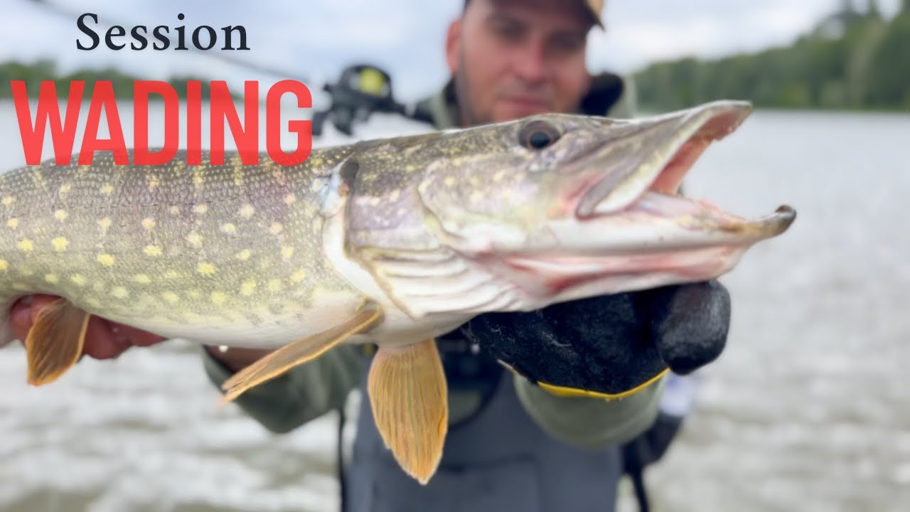 Pêche du BROCHET en LOIRE ! Ils sont ACTIFS ! (Session Wading sur des bras mort de LOIRE )