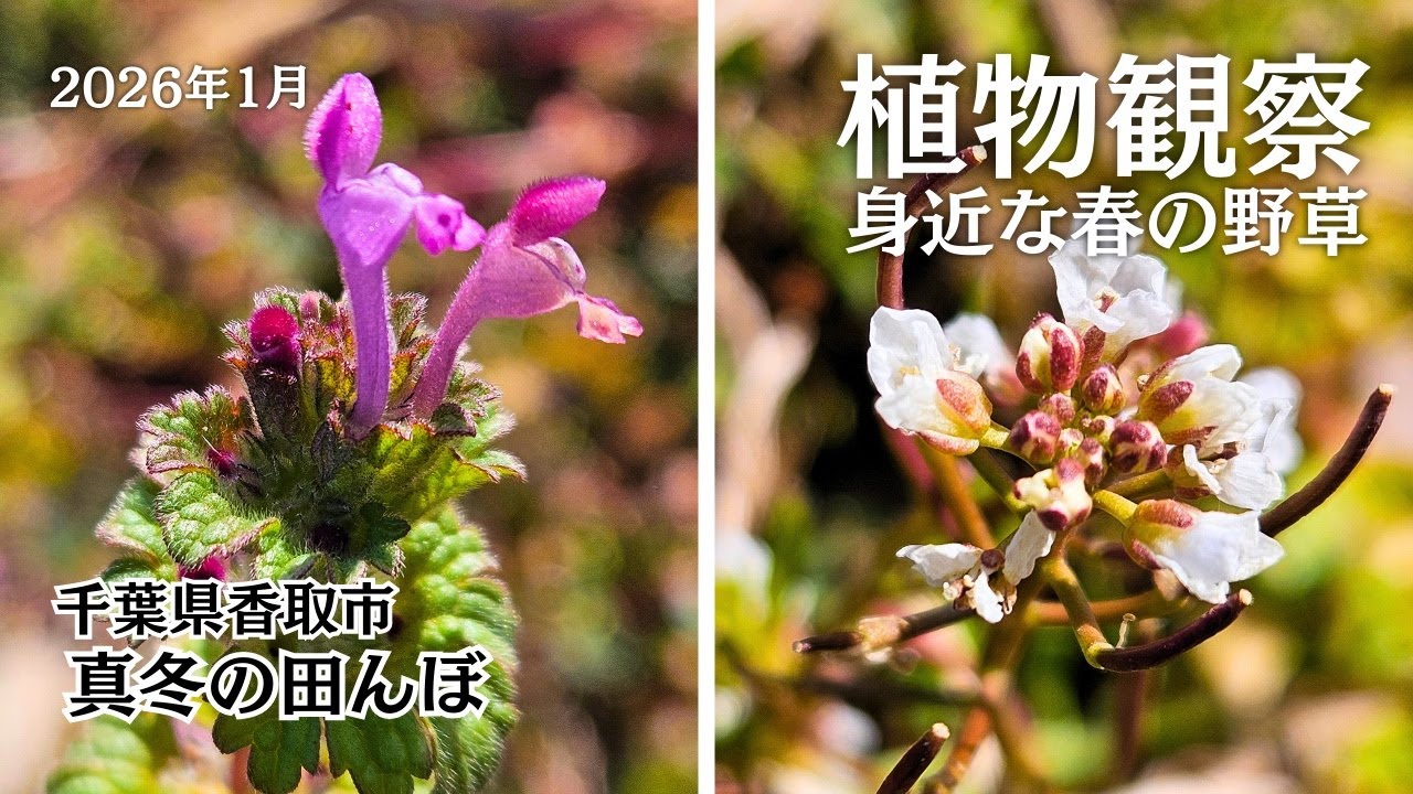 【植物観察】真冬の田んぼで春の野草観察 ホトケノザ、オオイヌノフグリ、タネツケバナ等