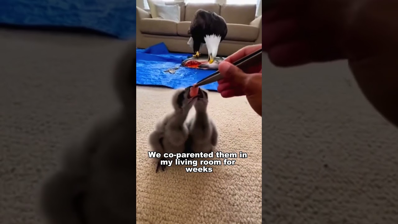 An Eagle With A Frozen Beak Asked For My Help... But Not For Himself