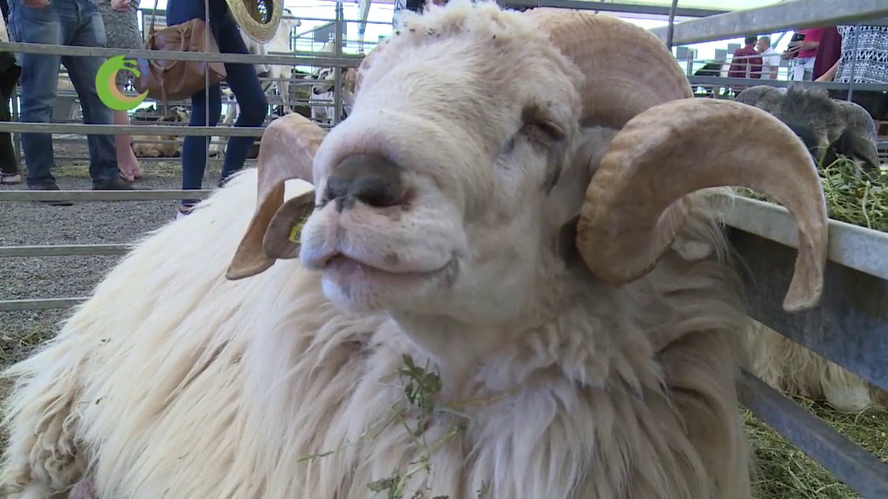 FEAGA EN FUERTEVENTURA  2016