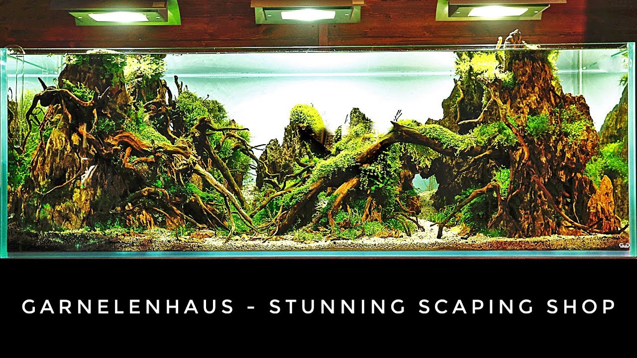 Garnelenhaus - STUNNING Aquascaping and SHRIMP Shop