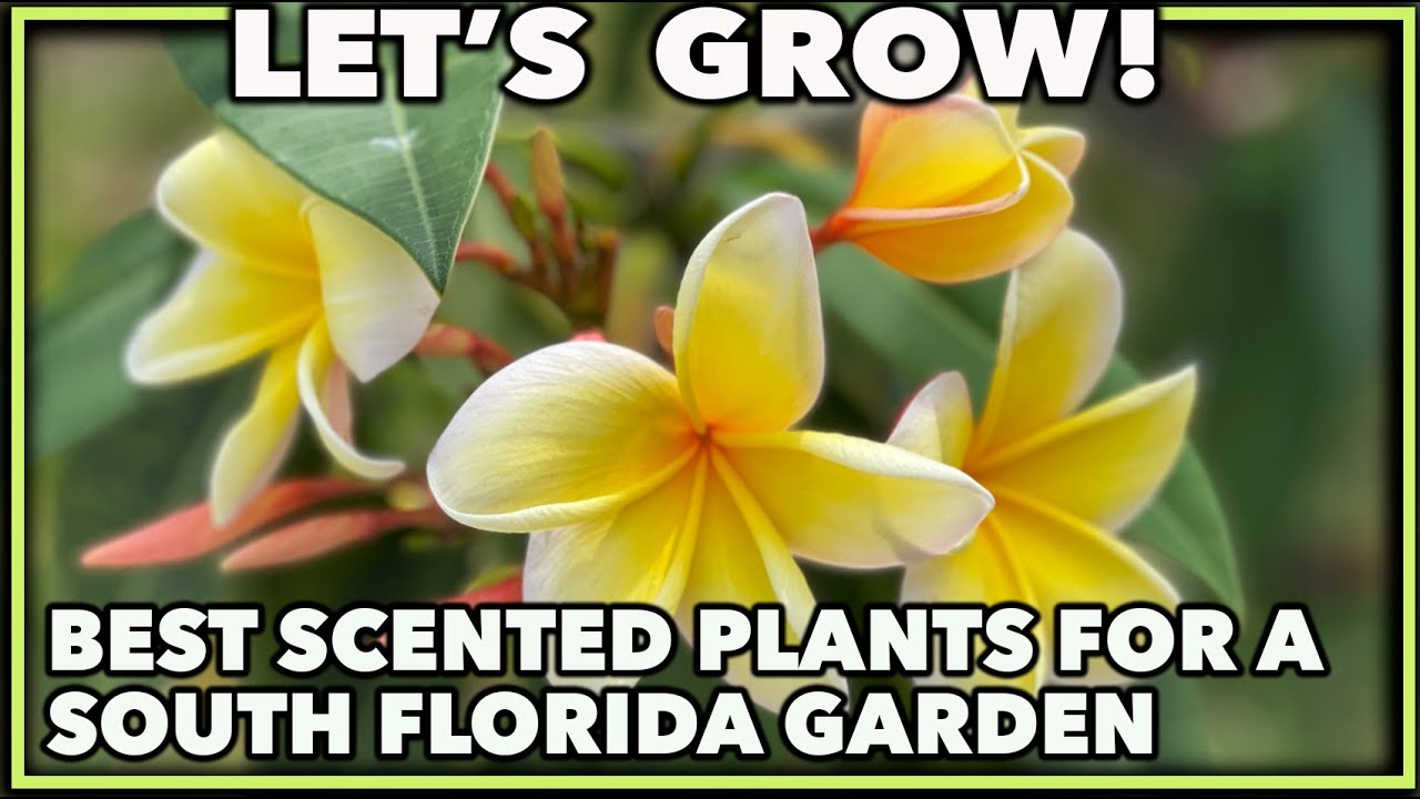 BEST SCENTED PLANTS FOR SOUTH FLORIDA GARDEN