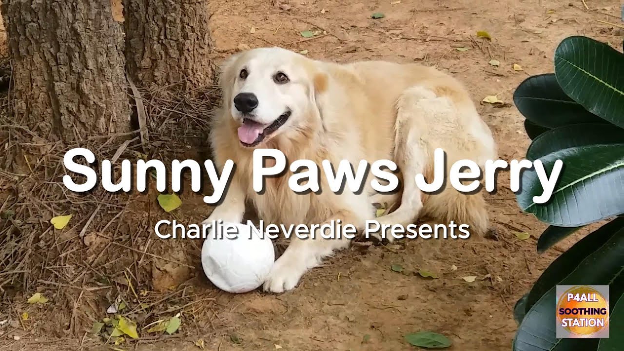 Sunny Paws Jerry, Charlie Neverdie, soothing music, relaxing music, cafe music, chill music