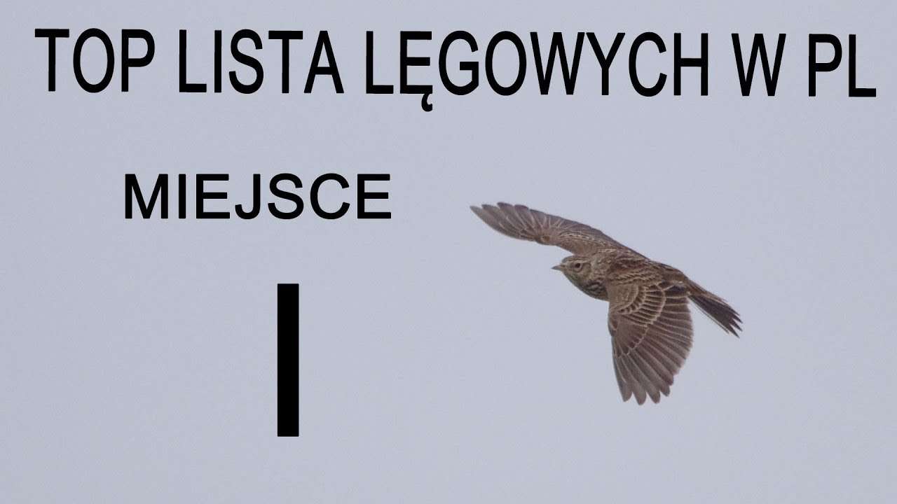 Top Lista trzech gatunków ptaków najliczniej przystępujących do lęgu w Polsce - miejsce I
