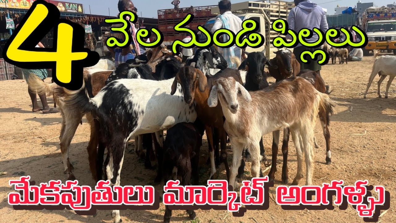 మేకలు పోతుల మార్కెట్ అంగళ్ళు 🔥🐐Cell ; 9515 91 3874 🔥Lks chanal 😎