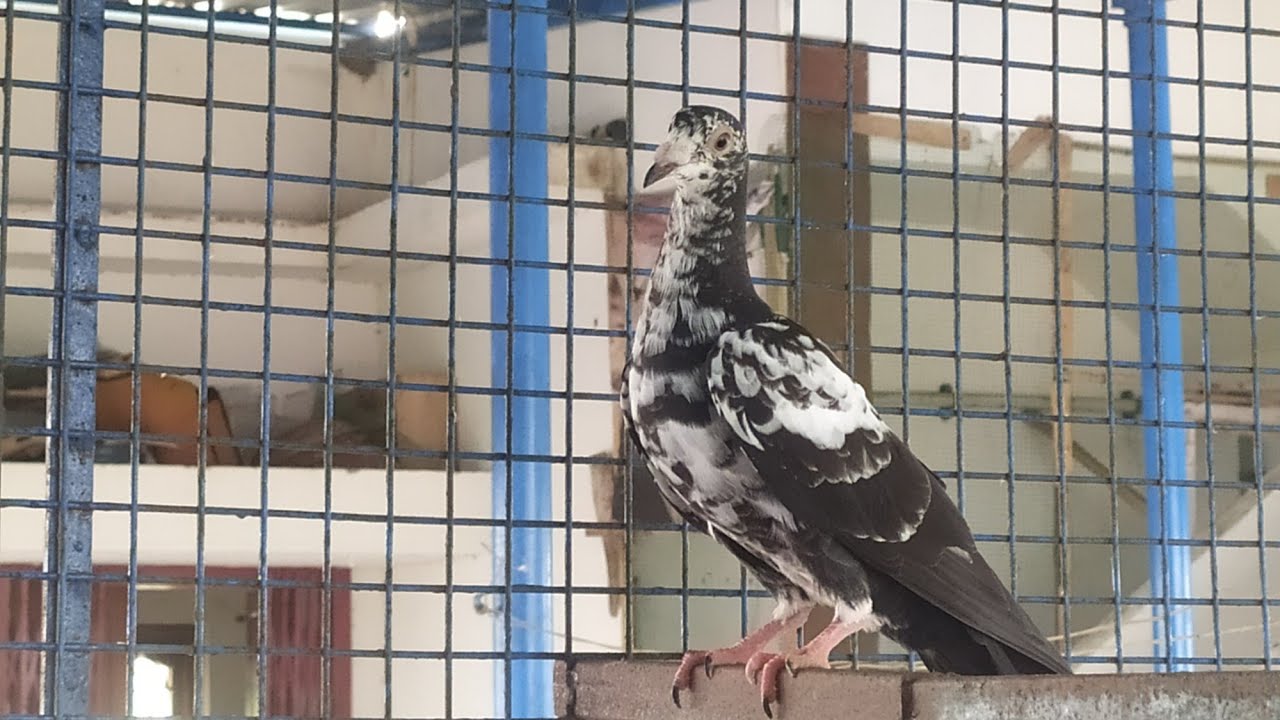 How to find good pigeon for breeding | sha pigeon and rabbits |sha pet world