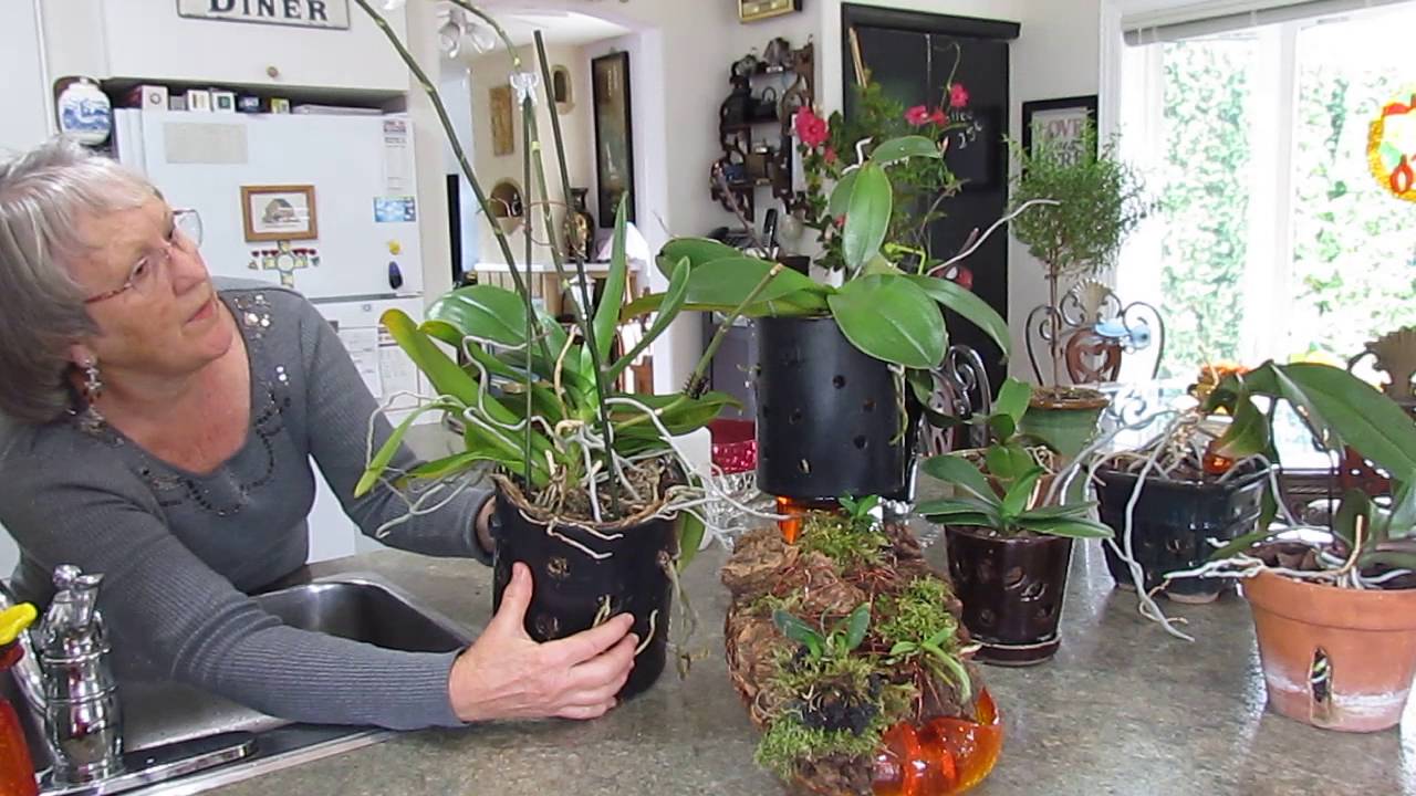Jacolyns orchids #8