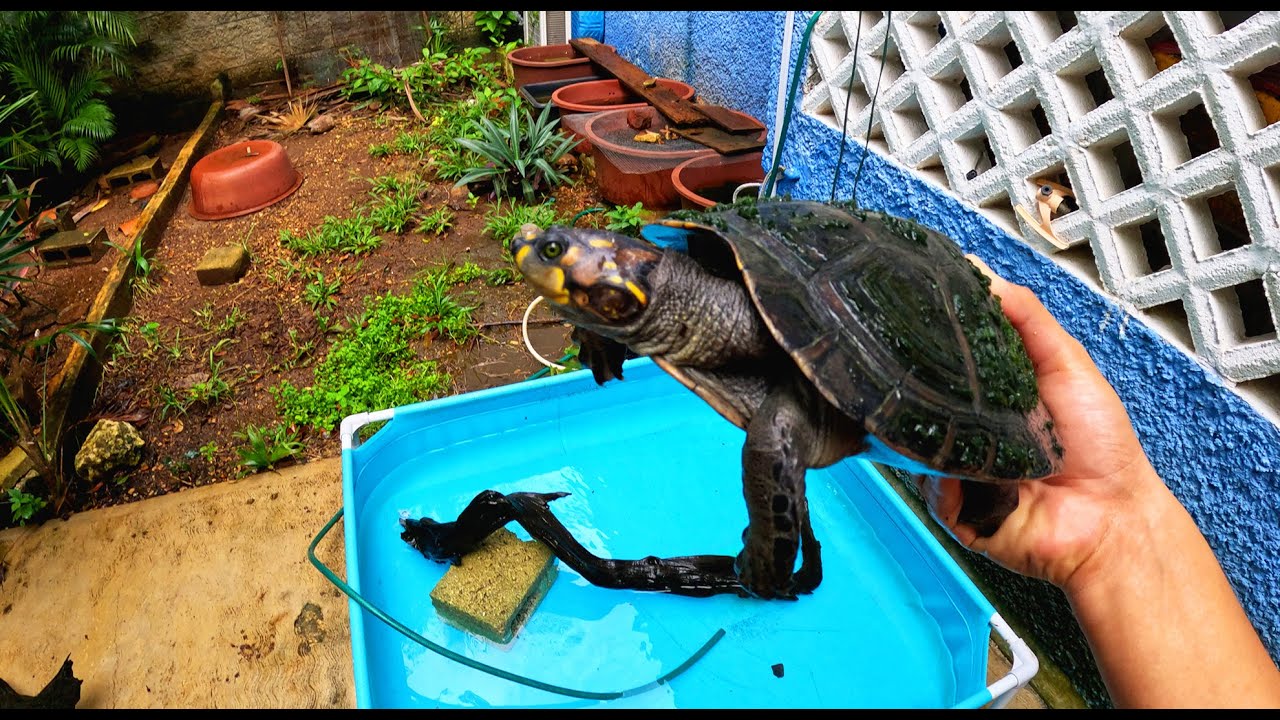 Actualización de mi TORTUGA TARICAYA! 🐢