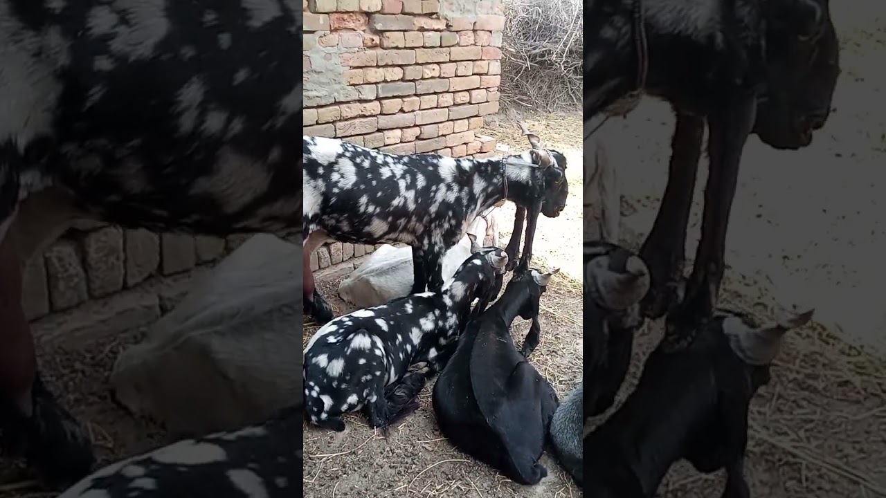 Ddp print colour ki bakri #goat #goatfarmingbusiness #goatbreeds