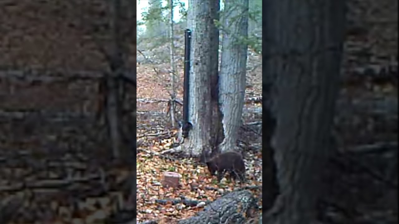 Baby Black Bear Getting Ready For The Winter! ❄️ #gamecameras #bear #trailcams