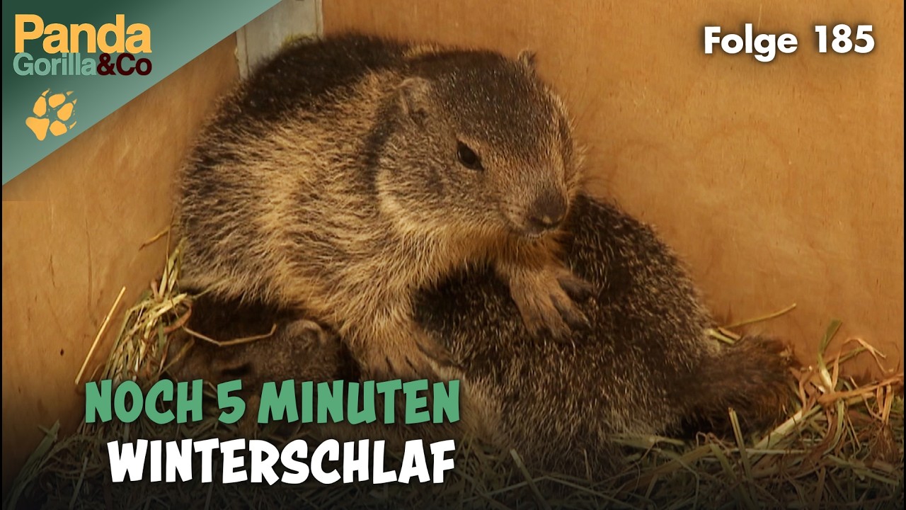 Nachwuchs bei den Murmeltieren und Umzug im Affenhaus | Panda, Gorilla & Co.