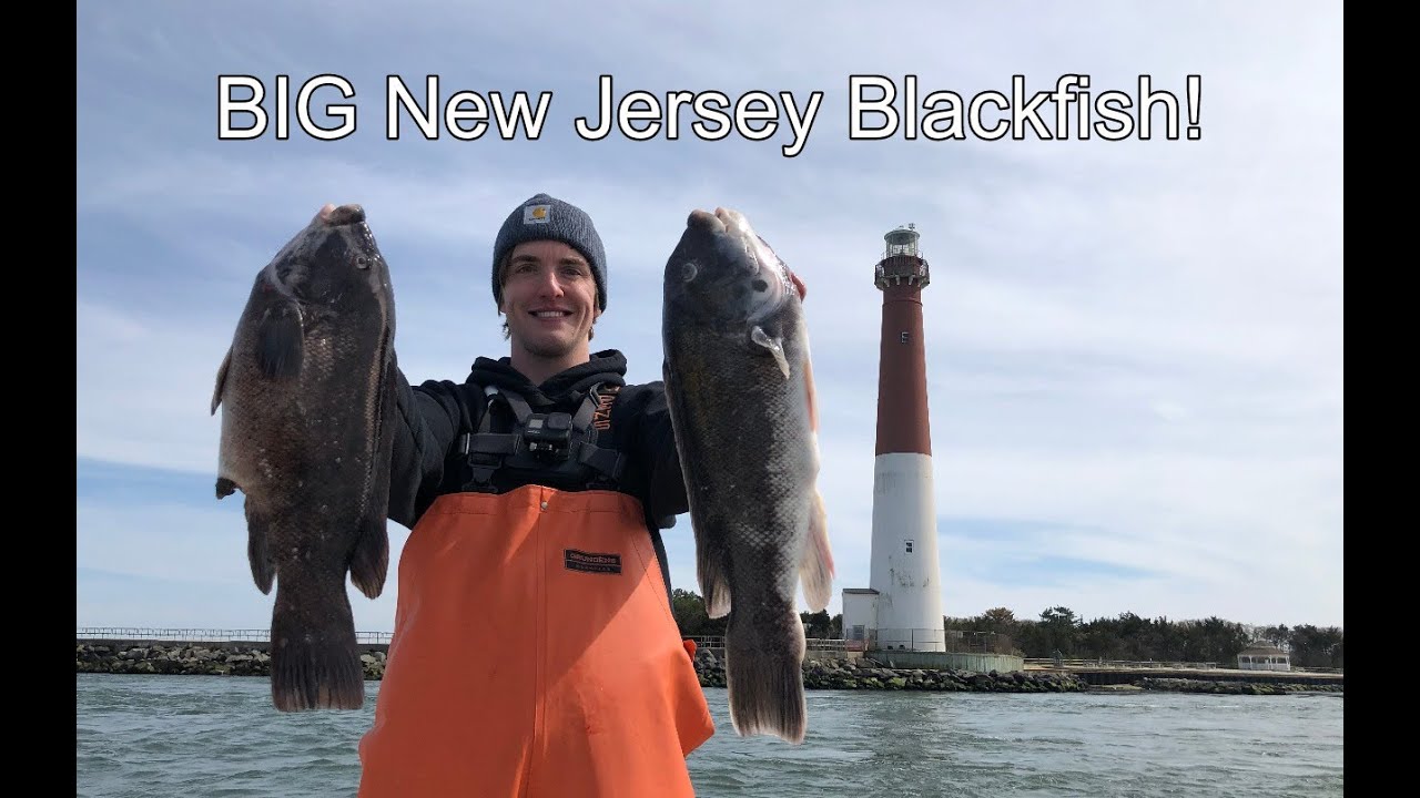 Fishing for BIG New Jersey Blackfish! Catch and Cook