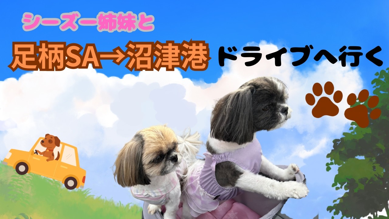 【犬連れランチ】足柄サービスエリア→沼津港🐾シーズー姉妹と行くランチドライブ🚗💕