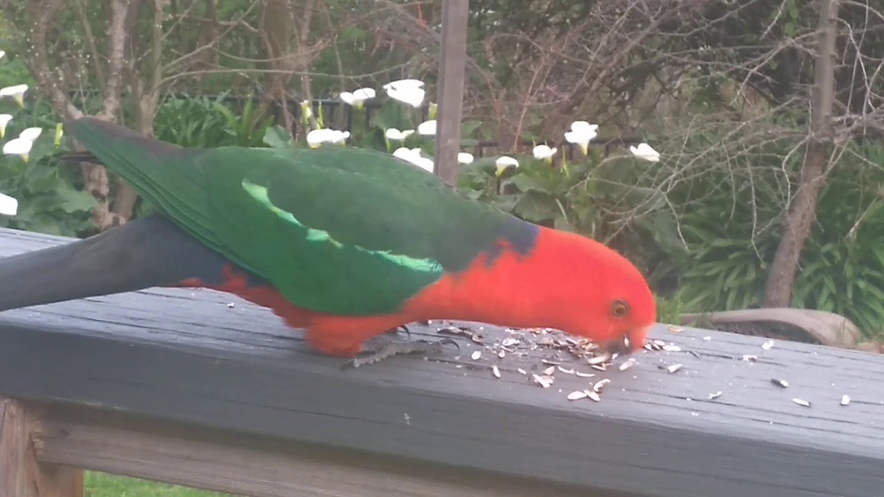 Australian native birds feeding, TAME, Victoria Australia.