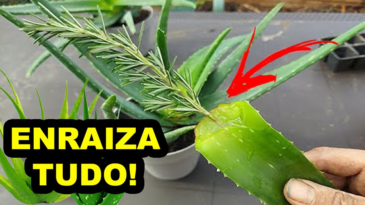 Enraizador de Aloe Vera 100% NATURAL + Fertilizante (Enraíza Tudo Fácil)