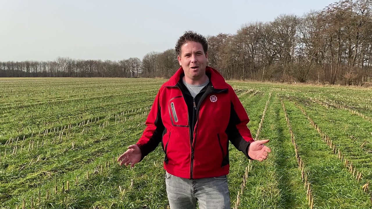Mais-vanggewas vernietigen: tips van Robert