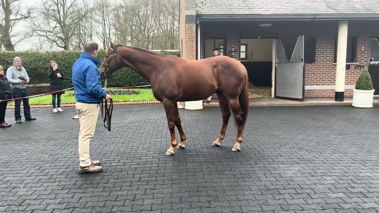 Space Blues at Kildangan Stud